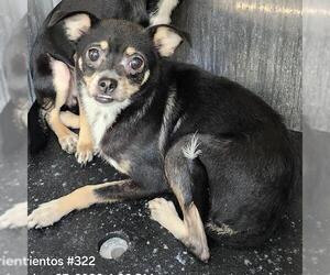 Chihuahua-Unknown Mix Dogs for adoption in San Antonio, TX, USA