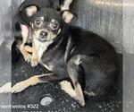 SHORTY - Female Chihuahua-Unknown Mix Dog for Adoption - Small photo