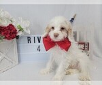 Puppy 4 Cockapoo