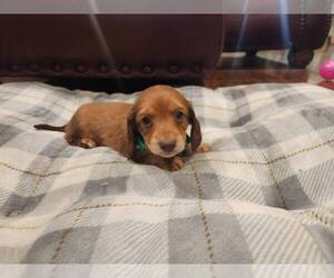 Dachshund Puppy for sale in GALENA, KS, USA