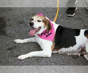 Peaches (Foster or Adopter needed!) - Female Mutt Dog for Adoption - Photo #3