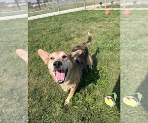 Daisy May - Female Australian Shepherd-Beagle Mix Dog for Adoption - Photo #4