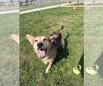 Small #3 Australian Shepherd-Beagle Mix