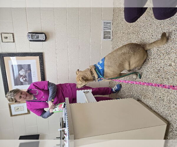 Medium Photo #14 American Staffordshire Terrier-Labrador Retriever Mix Puppy For Sale in Winston Salem, NC, USA