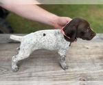 Puppy Orange Boy German Shorthaired Pointer