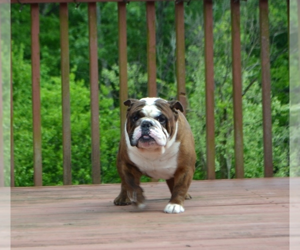 Medium Photo #1 English Bulldogge Puppy For Sale in GLASGOW, KY, USA
