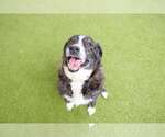 Small #2 Collie Mix