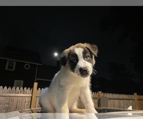 Medium Photo #1 American Pit Bull Terrier-Siberian Husky Mix Puppy For Sale in IRONDEQUOIT, NY, USA