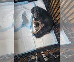 Small #3 Chihuahua-Spaniel Mix