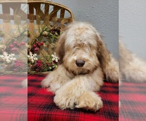 Poodle (Standard)-Whoodle Mix Puppy for sale in DOSS, MO, USA