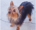 Small Photo #1 Yorkshire Terrier Puppy For Sale in LA PUENTE, CA, USA