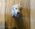 Puppy Mike Golden Retriever