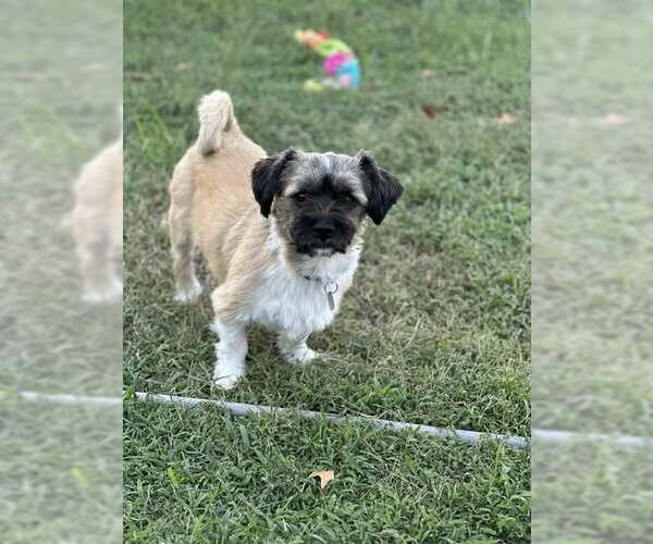 Medium Photo #3 Shiranian Puppy For Sale in Oakhurst, NJ, USA