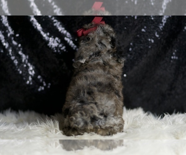 Medium Photo #36 Poodle (Miniature) Puppy For Sale in WARSAW, IN, USA