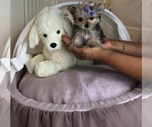 Medium Photo #14 Morkie Puppy For Sale in MIAMI BEACH, FL, USA