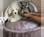 Small #13 Morkie