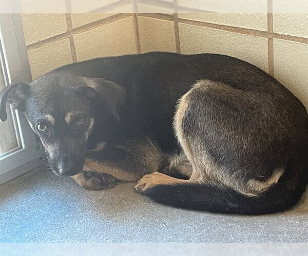 Medium Photo #1 German Shepherd Dog-Unknown Mix Puppy For Sale in Corpus Christi, TX, USA