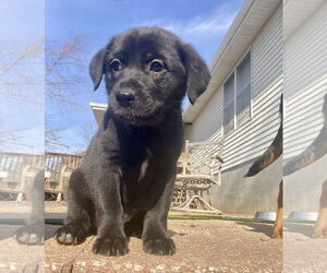 Labrador Retriever-Unknown Mix Dogs for adoption in Hillsboro, MO, USA