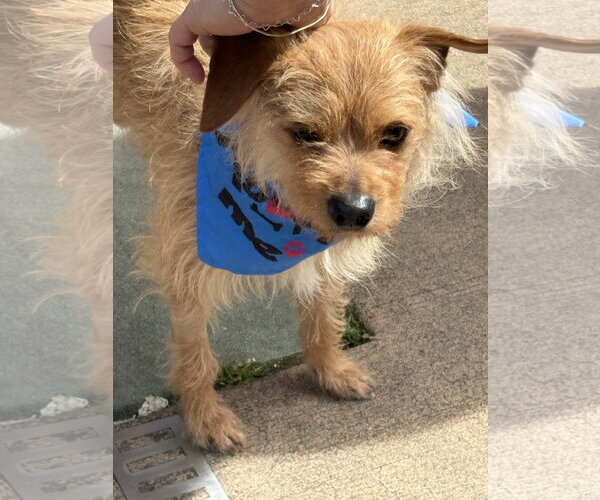 Medium Photo #2 Chihuahua-Unknown Mix Puppy For Sale in Bellevue, WA, USA