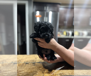 YorkiePoo Puppy for sale in ELIZABETHTOWN, PA, USA