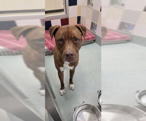 Mutt Dogs for adoption in Plano, TX, USA