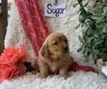 Small #3 Golden Retriever