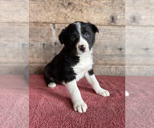 Medium Photo #1 Border Collie Puppy For Sale in VERMONTVILLE, MI, USA