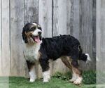 Small Photo #1 Bernedoodle (Miniature) Puppy For Sale in LITITZ, PA, USA