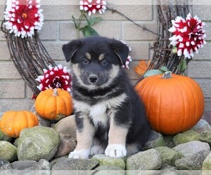 Australian Shepherd-Siberian Husky Mix Puppy for sale in FREDERICKSBG, OH, USA