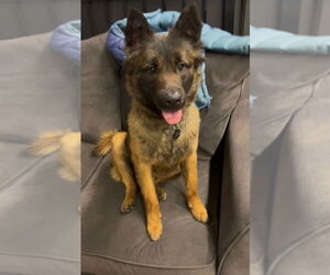 Mutt Dogs for adoption in Imlay City, MI, USA