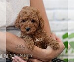 Small #1 Goldendoodle (Miniature)