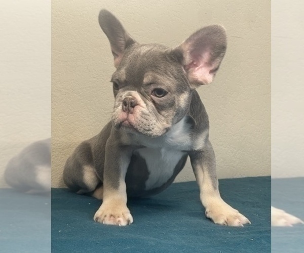 Medium Photo #5 French Bulldog Puppy For Sale in GLENDALE, CA, USA