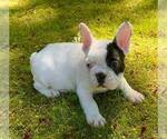 Small Photo #2 French Bulldog Puppy For Sale in RENTON, WA, USA