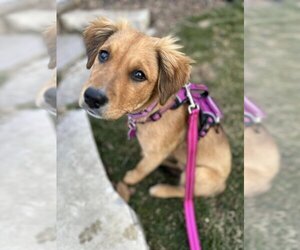 Golden Retriever-Unknown Mix Dogs for adoption in Mundelein, IL, USA