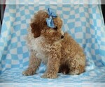 Small #3 Cavapoo (Miniature)