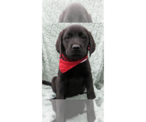 Labrador Retriever Dogs for adoption in Grovertown, IN, USA