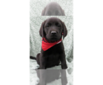 Small Labrador Retriever