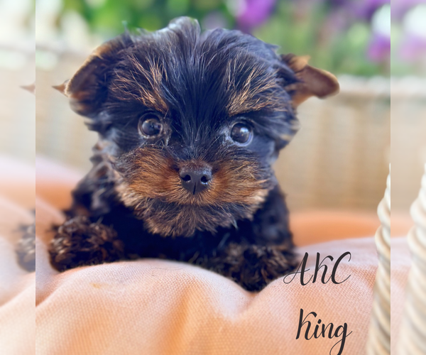 Medium Photo #4 Yorkshire Terrier Puppy For Sale in ADDISON, IL, USA