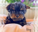 Small #3 Yorkshire Terrier