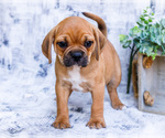 Small Photo #22 Puggle Puppy For Sale in WAKARUSA, IN, USA