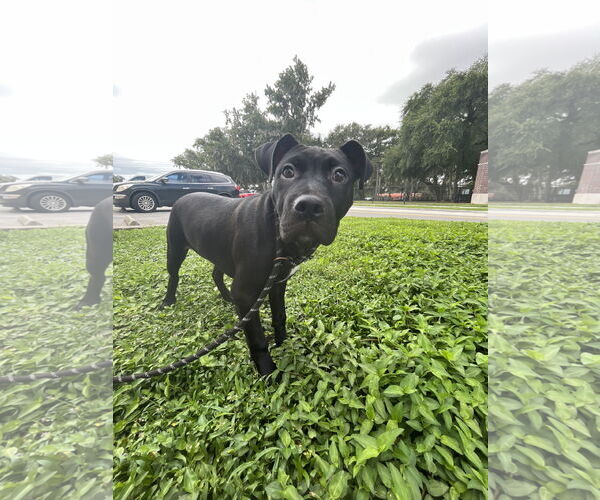 Medium Photo #3 Labrador Retriever-Unknown Mix Puppy For Sale in Sanford, FL, USA