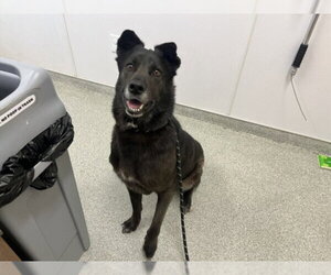 Akita-Unknown Mix Dogs for adoption in Fort Collins, CO, USA