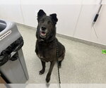 Small Akita Mix