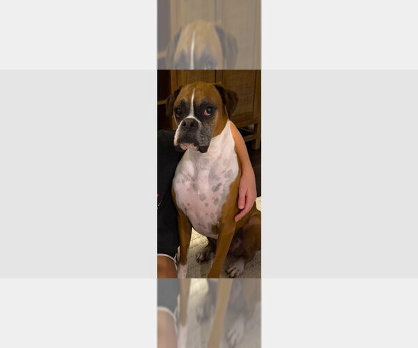 Medium Photo #1 Boxer Puppy For Sale in Austin, TX, USA