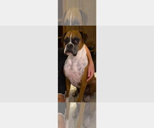 Boxer Dogs for adoption in Austin, TX, USA