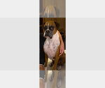 Small Boxer