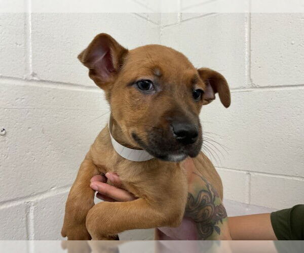 Medium Photo #1 German Shepherd Dog Puppy For Sale in San Bernardino, CA, USA