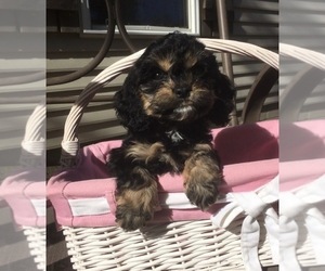 Cock-A-Poo-English Cocker Spaniel Mix Puppy for Sale in SALEM, Missouri USA