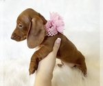 Small #10 Dachshund