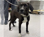 Small Labrador Retriever Mix